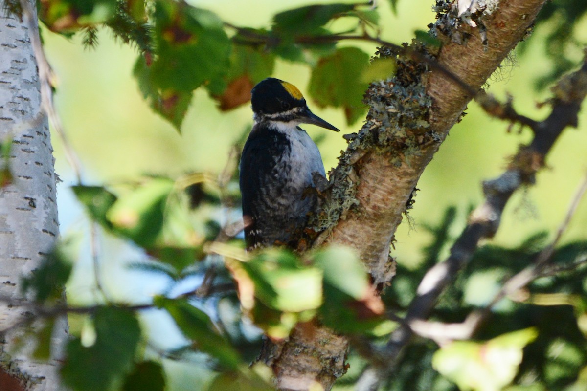 Black-backed Woodpecker - ML480519061