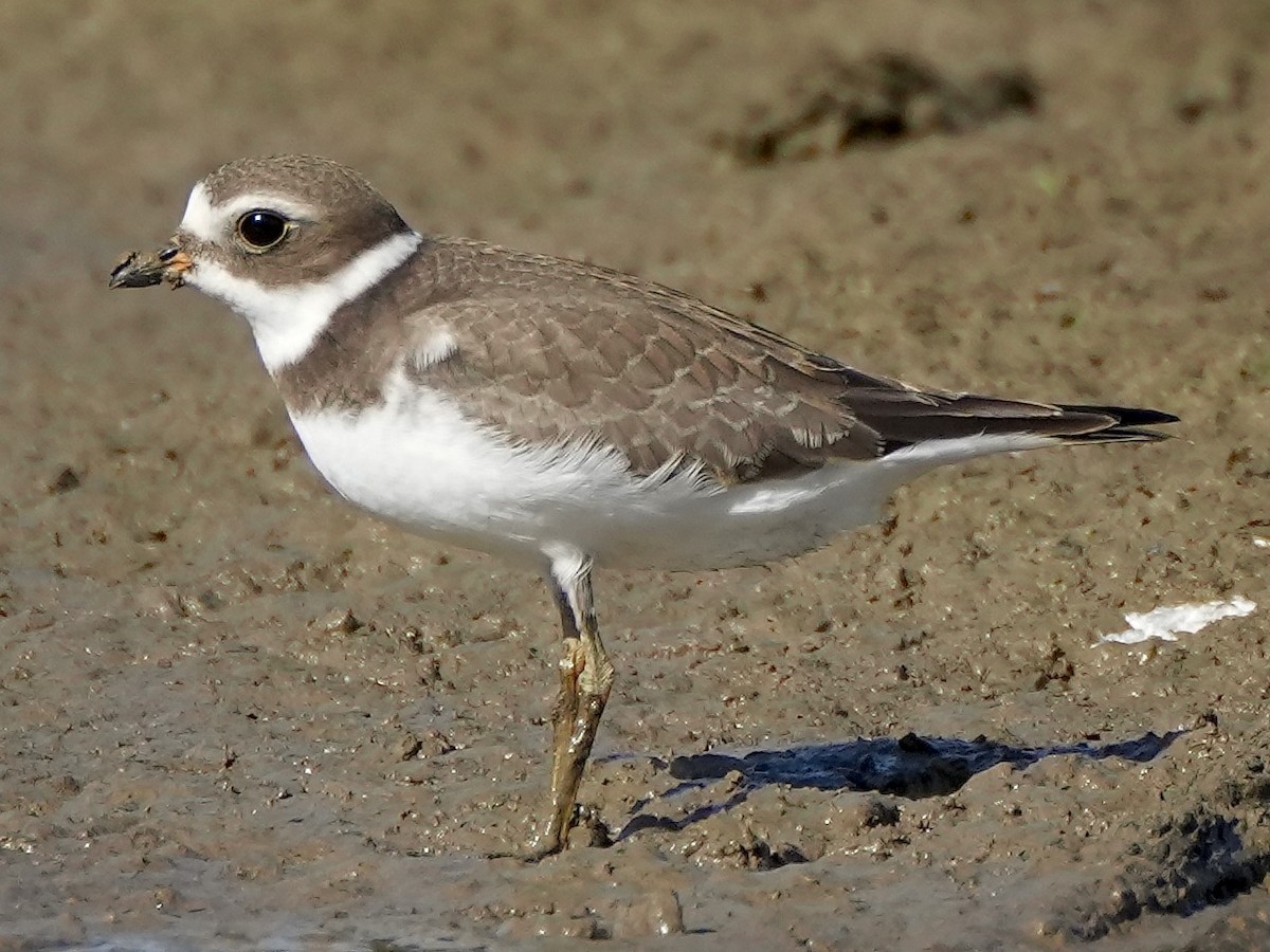 Semipalmated Plover - ML480520871