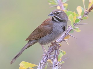 Five-striped Sparrow - Amphispizopsis quinquestriata - Birds of ...
