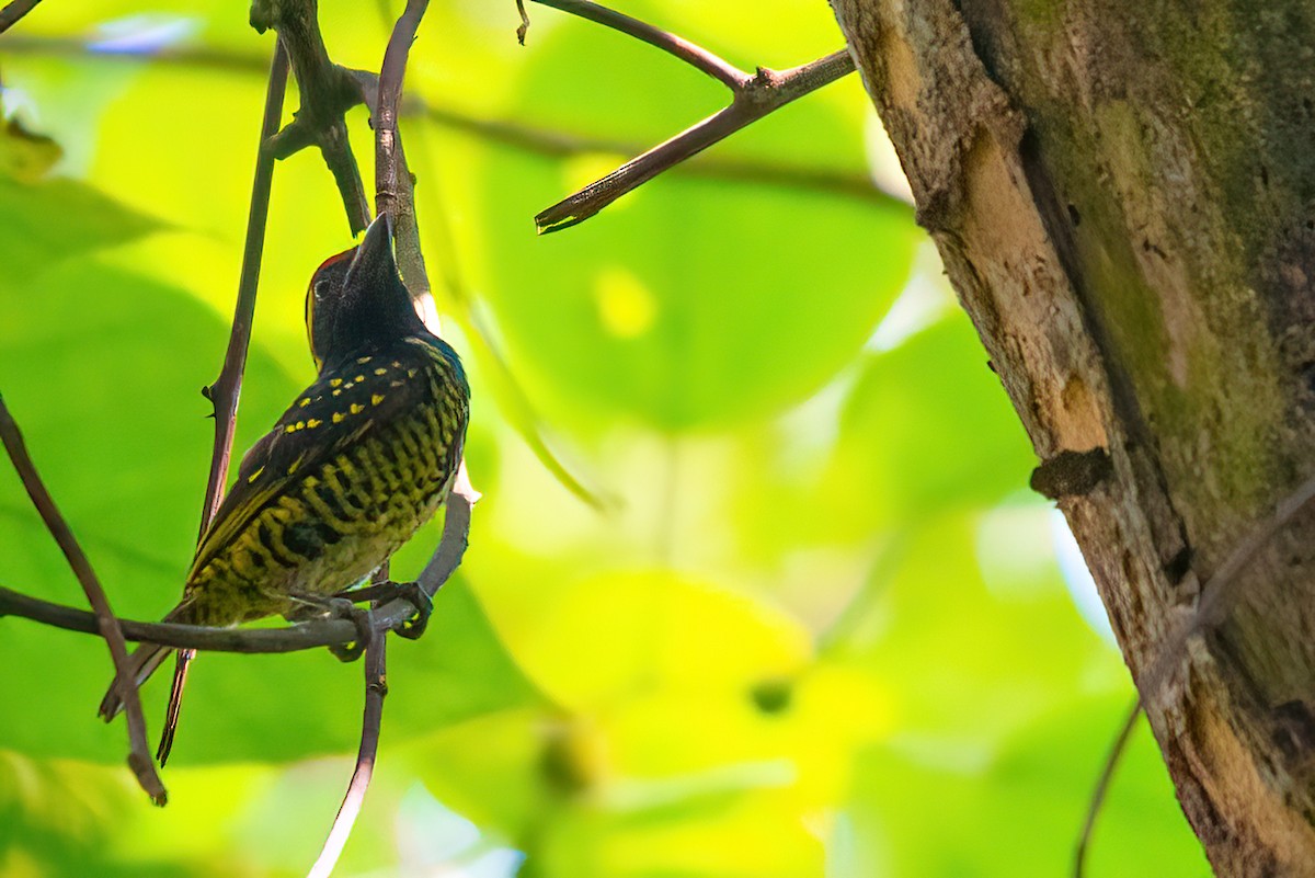 Yellow-spotted Barbet - ML480528931