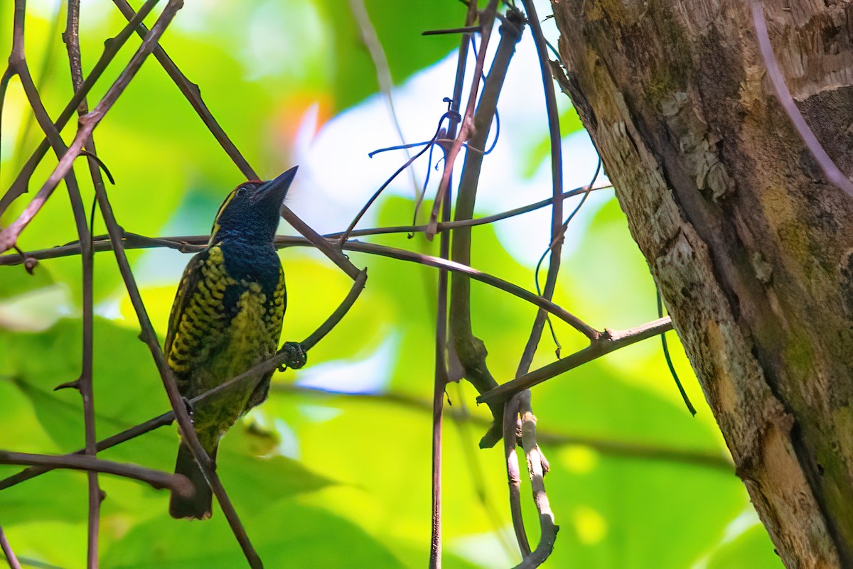 Yellow-spotted Barbet - ML480528951