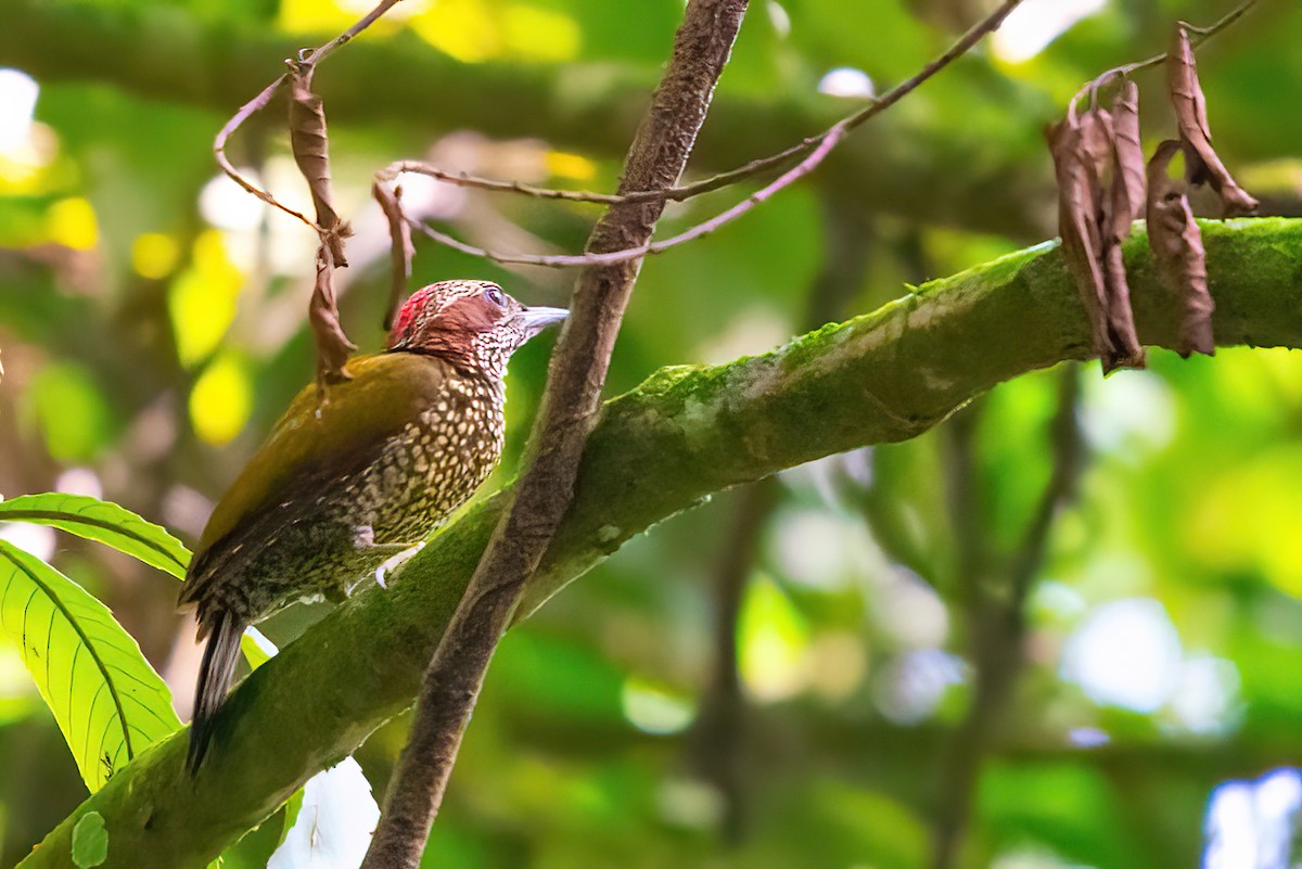 Brown-eared Woodpecker - ML480529101