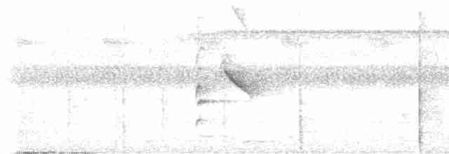 Полосатая пипра - ML480529211