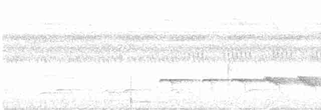 Strichelschulter-Ameisenschnäpper - ML480529371