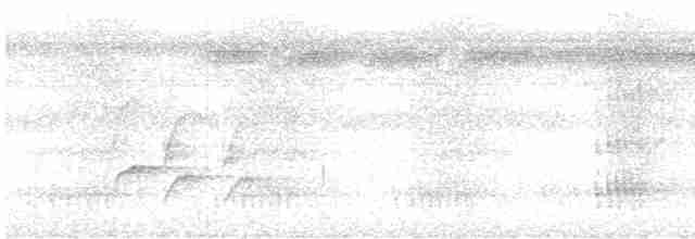 Strichelschulter-Ameisenschnäpper - ML480529641