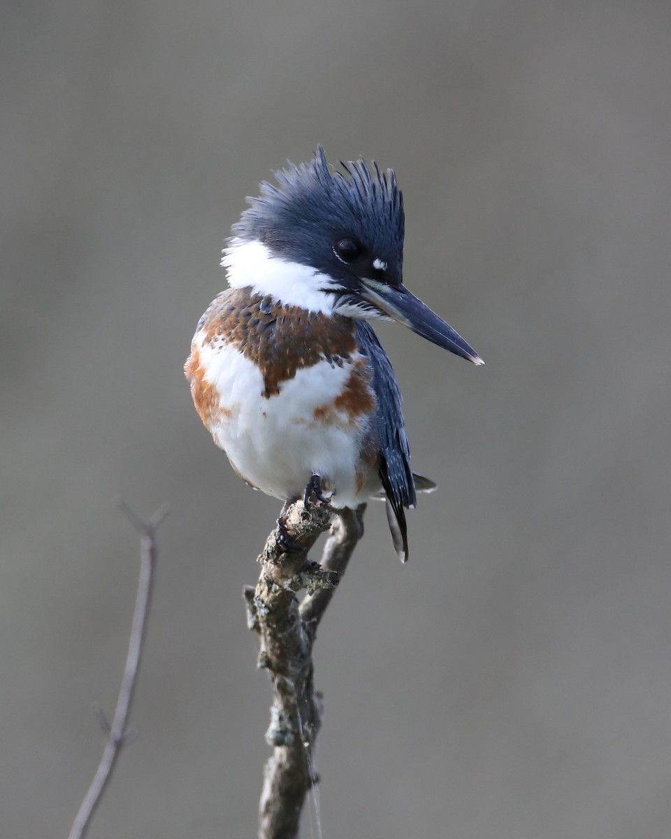 Belted Kingfisher - ML480530031