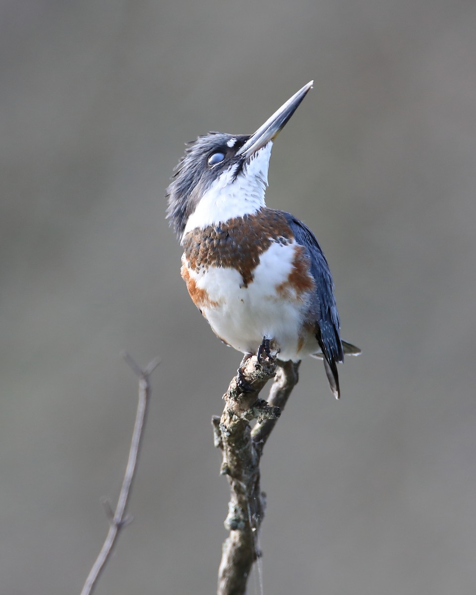 Belted Kingfisher - ML480530041