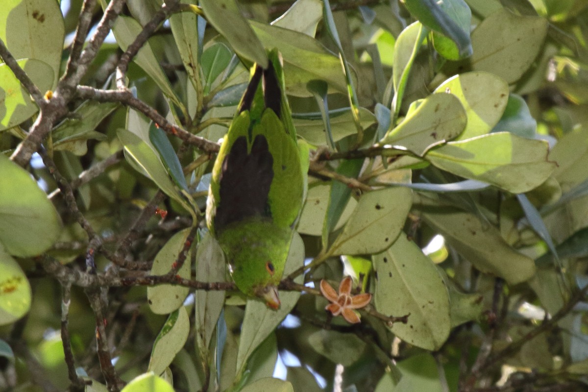 Brown-backed Parrotlet - ML480531571