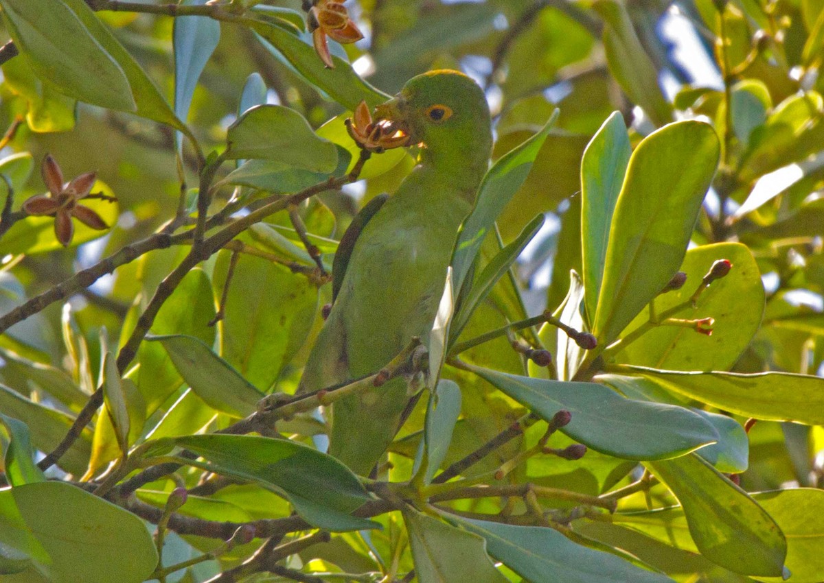 Brown-backed Parrotlet - ML480531611