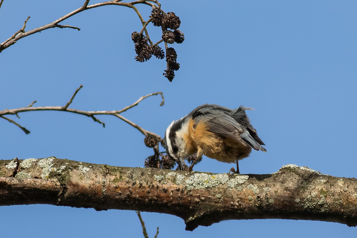 Red-breasted Nuthatch - ML480533551