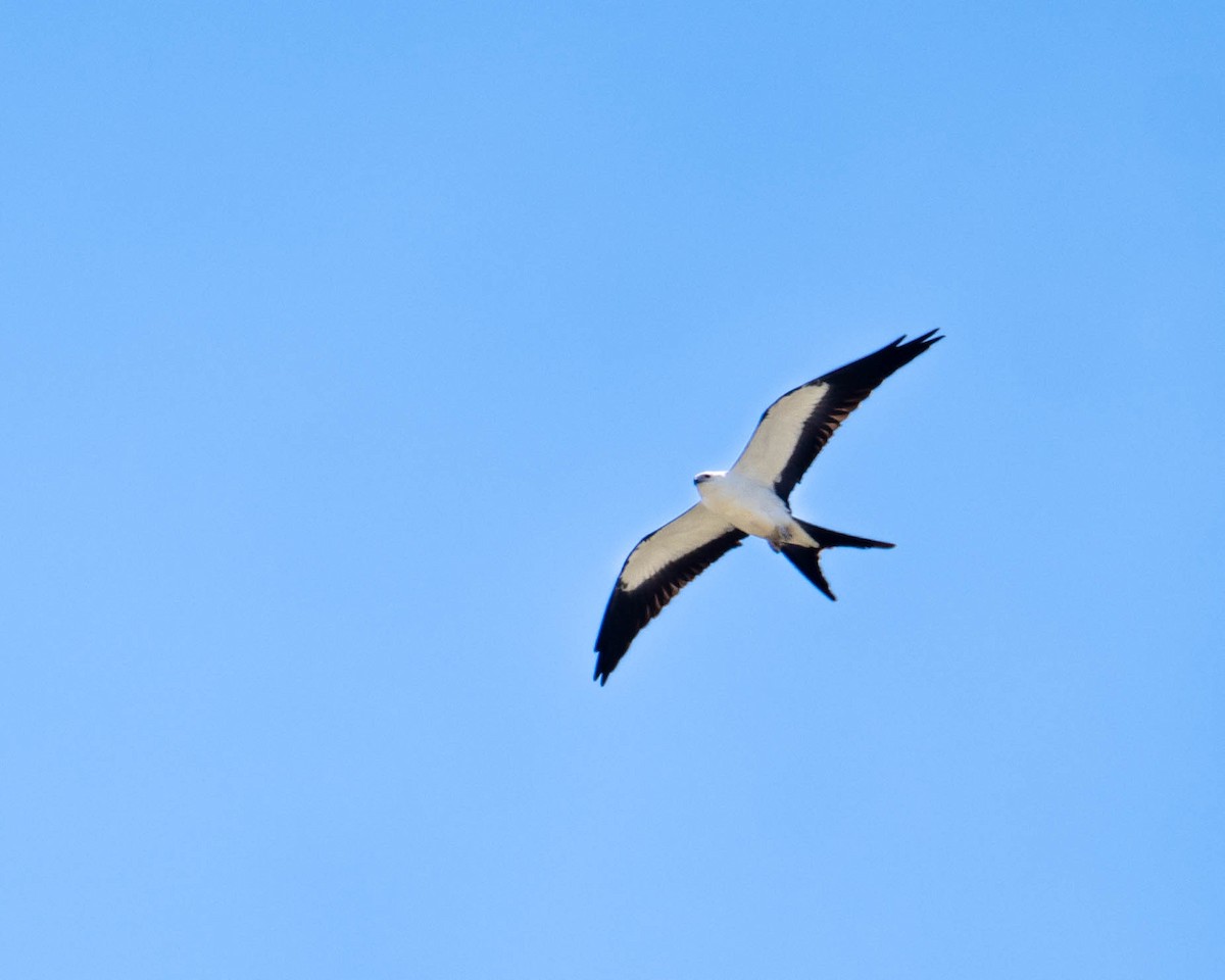 Swallow-tailed Kite - Nic Allen