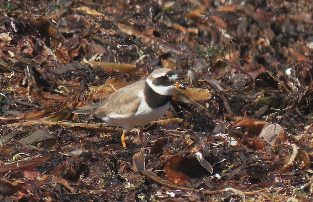 Common Ringed Plover - ML480542951