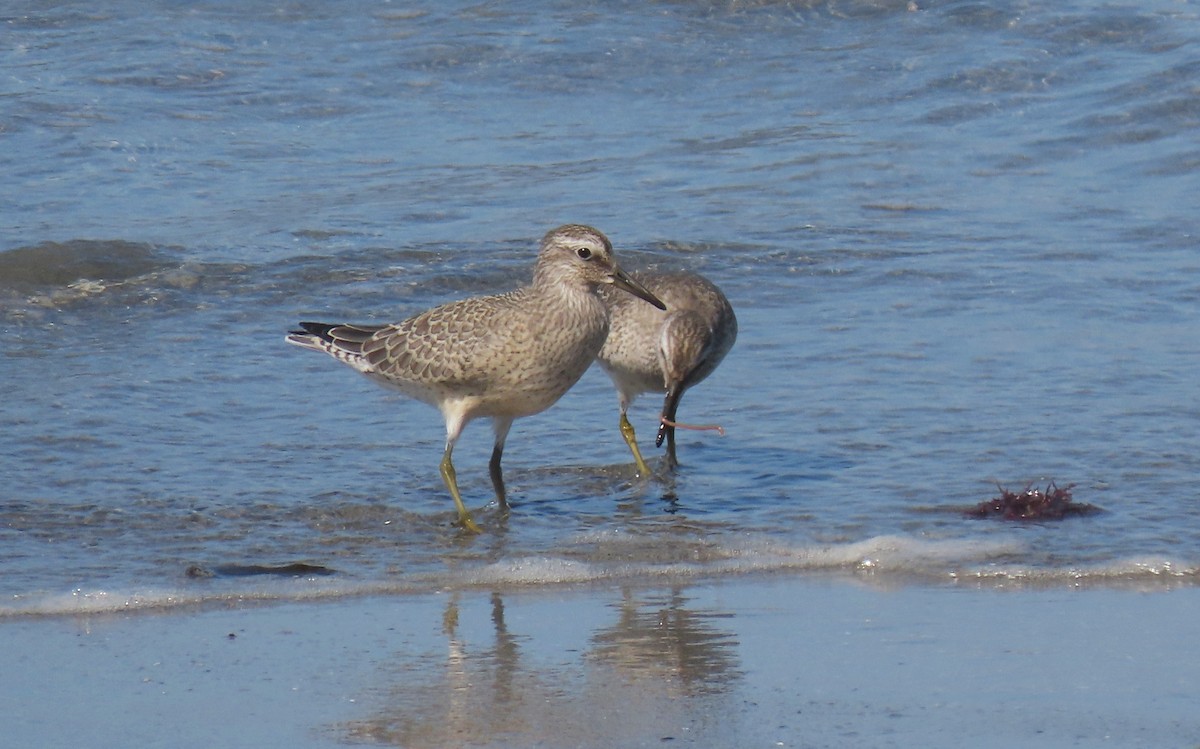 Red Knot - ML480543101