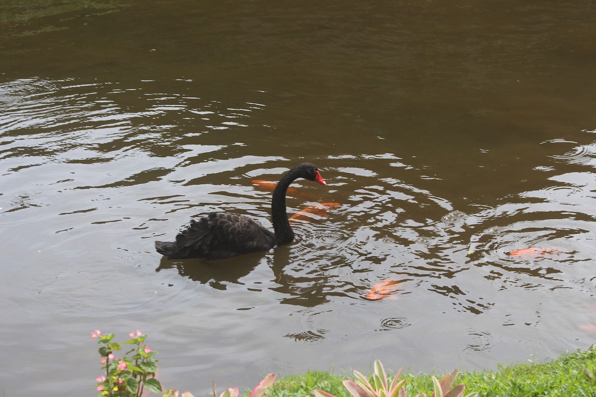 Black Swan - Eric Hamren