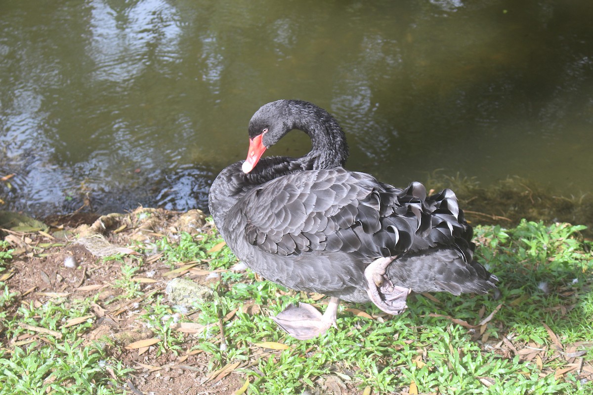 Black Swan - ML48054461