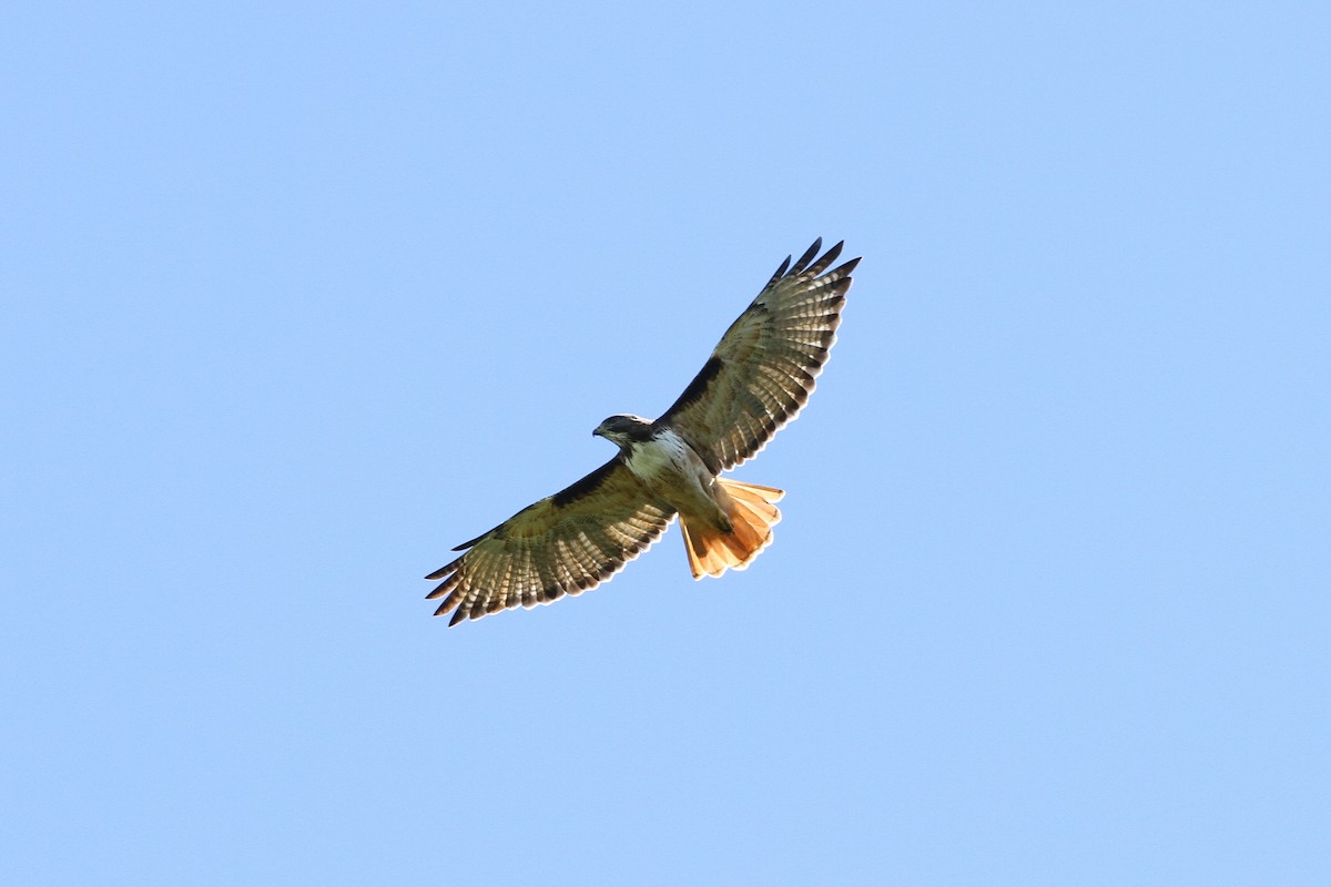 Red-tailed Hawk - ML480546111