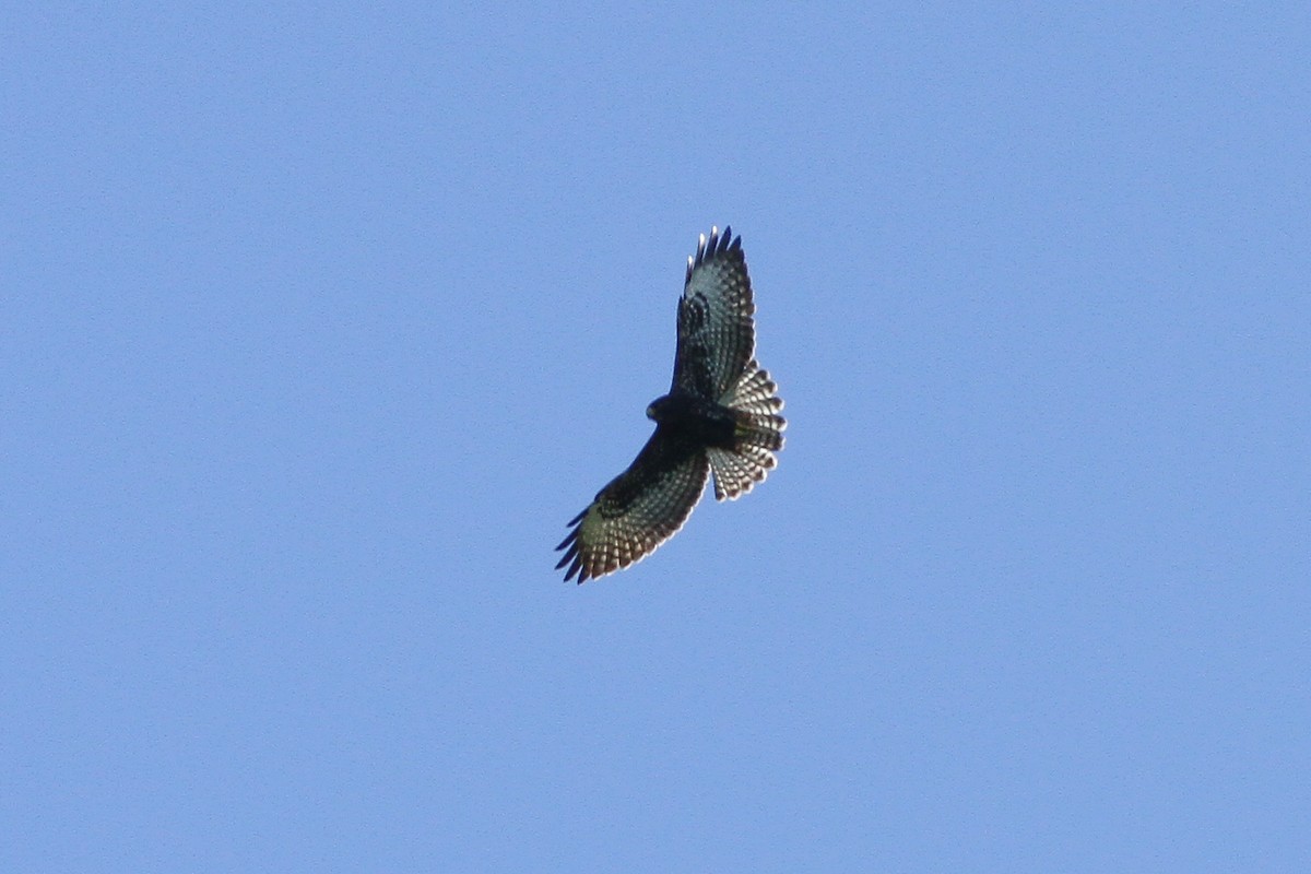 Short-tailed Hawk - Carlos Funes