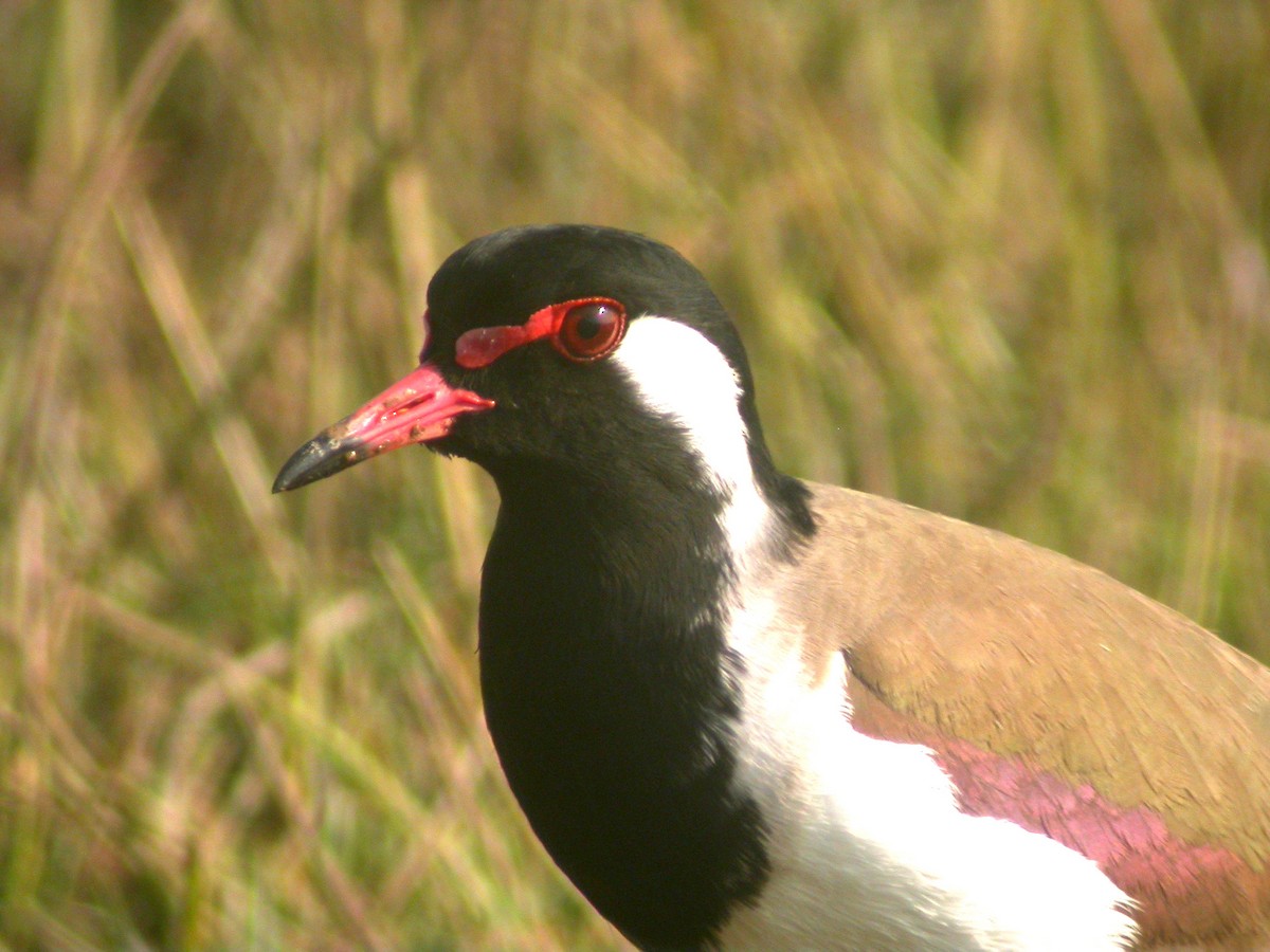 Red-wattled Lapwing - Benoit Maire