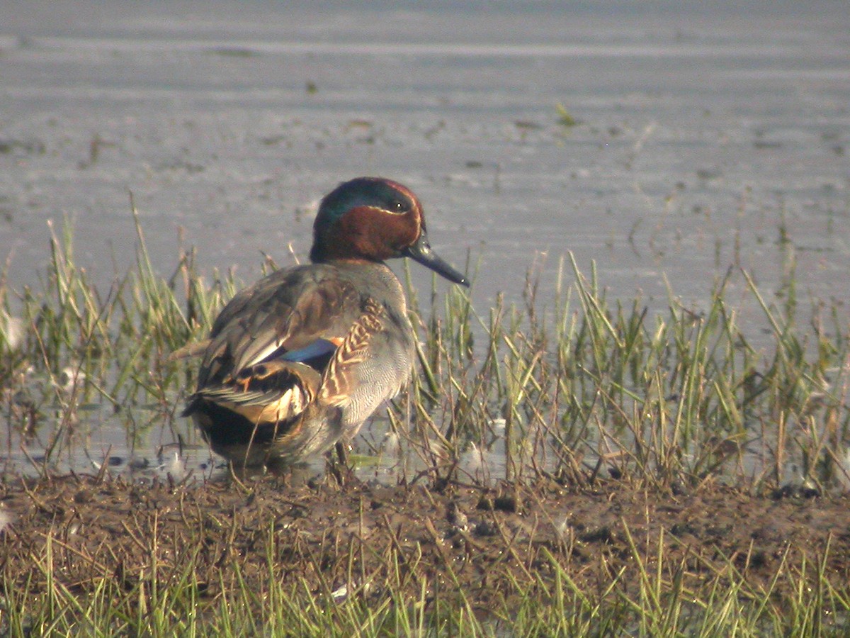 Green-winged Teal - ML480554631