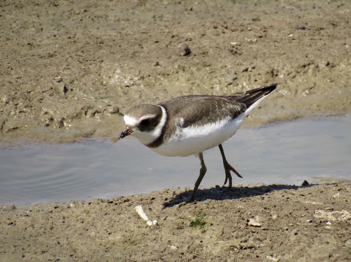 Semipalmated Plover - ML480555291