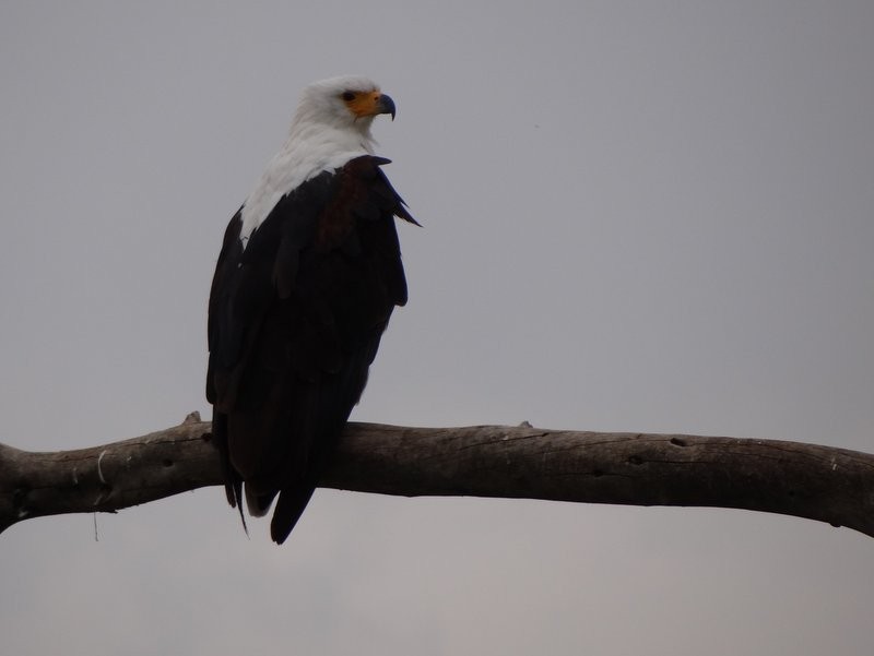 African Fish-Eagle - ML48055841