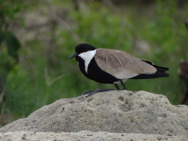 Spur-winged Lapwing - ML48055851