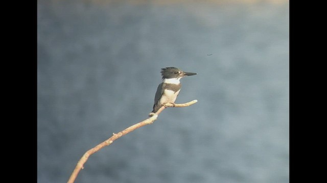 Belted Kingfisher - ML480560261