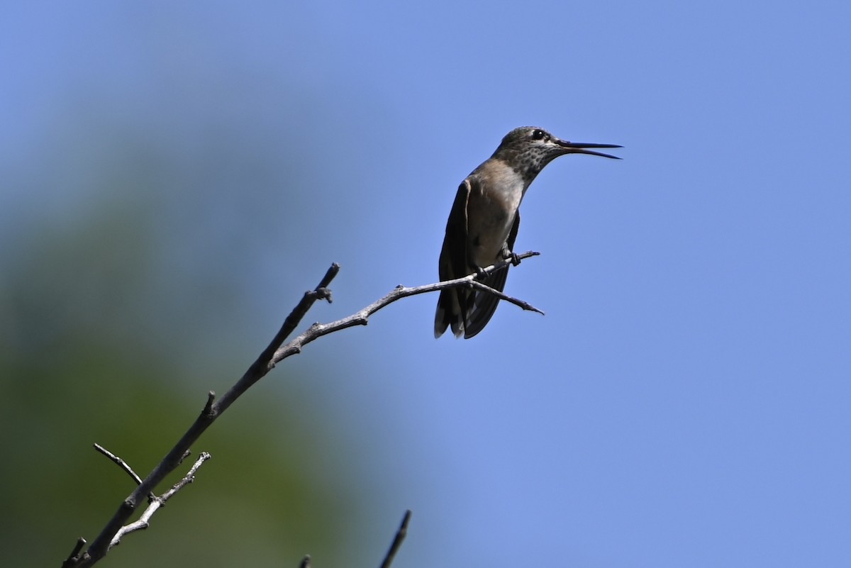 Calliope Hummingbird - ML480563861
