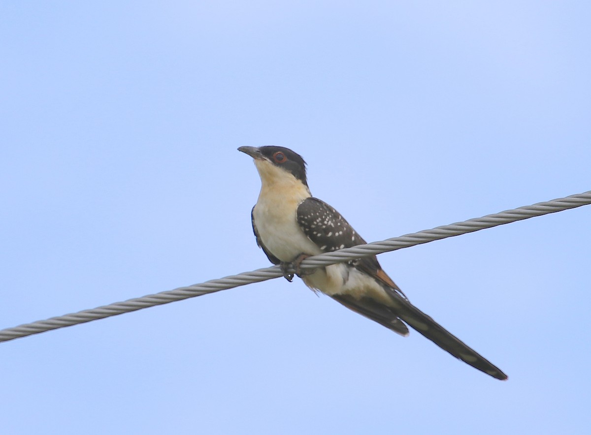 Great Spotted Cuckoo - ML48056401
