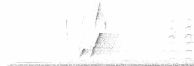 Curve-billed Thrasher - ML480565401