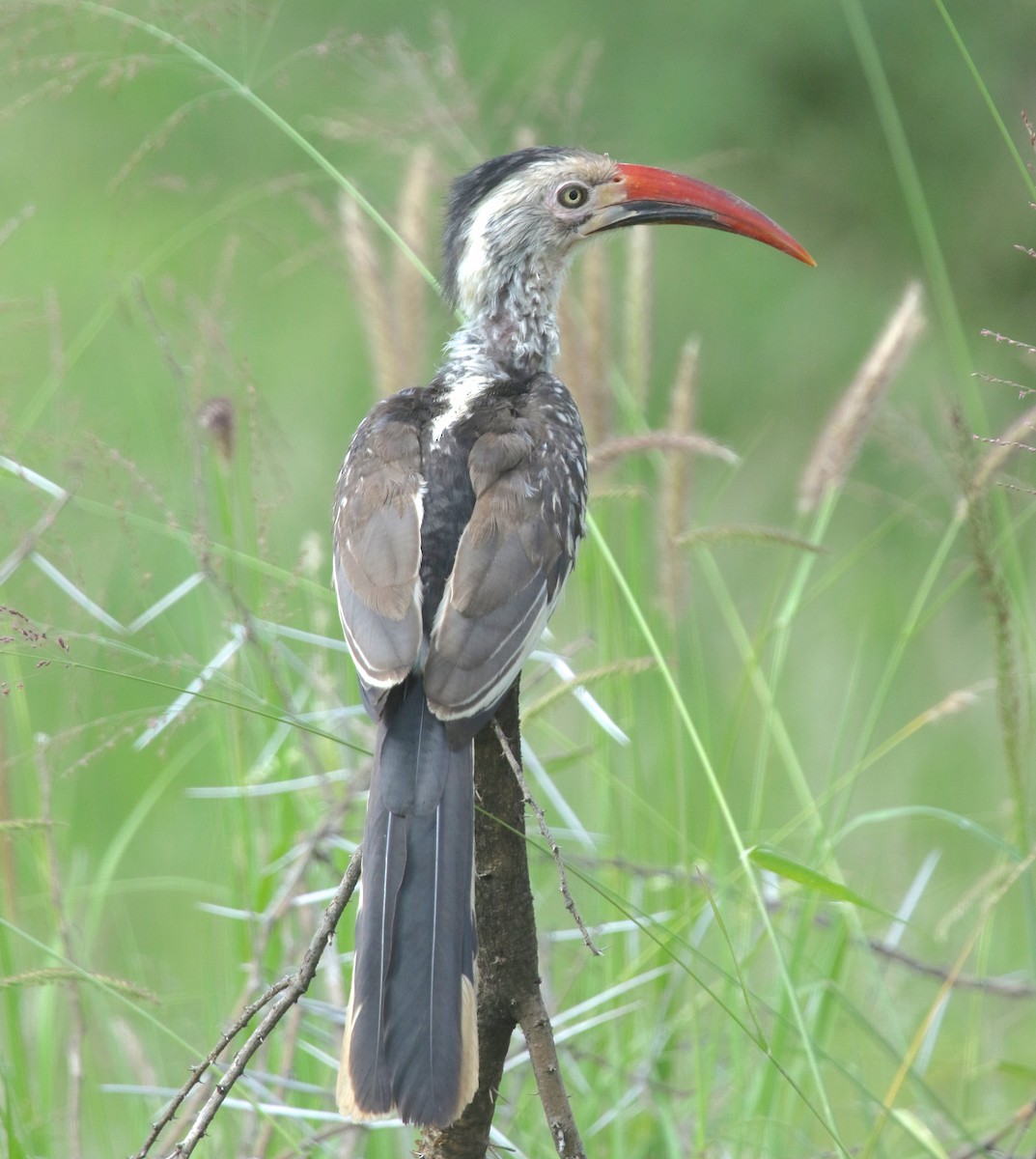 Southern Red-billed Hornbill - Gil Ewing