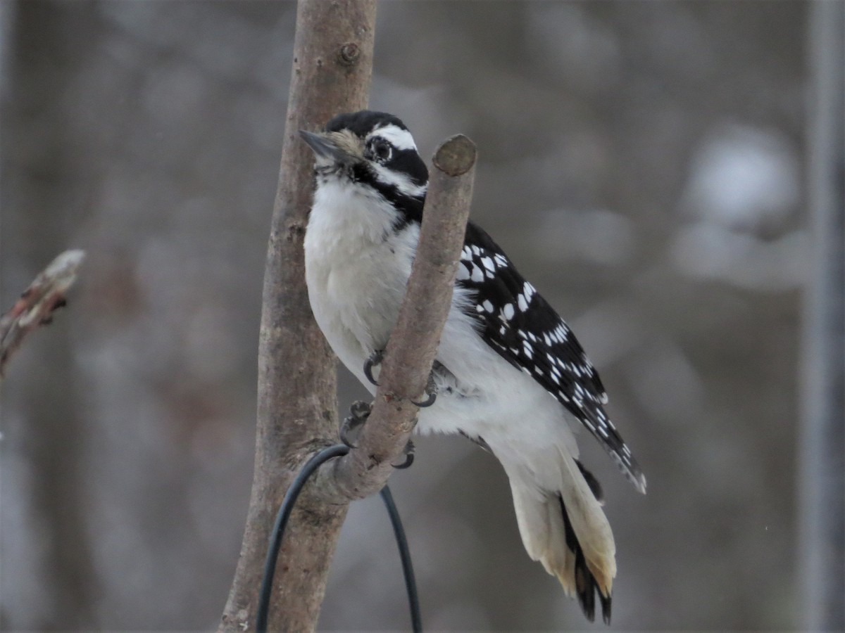 Hairy Woodpecker (Eastern) - Tom Pirro