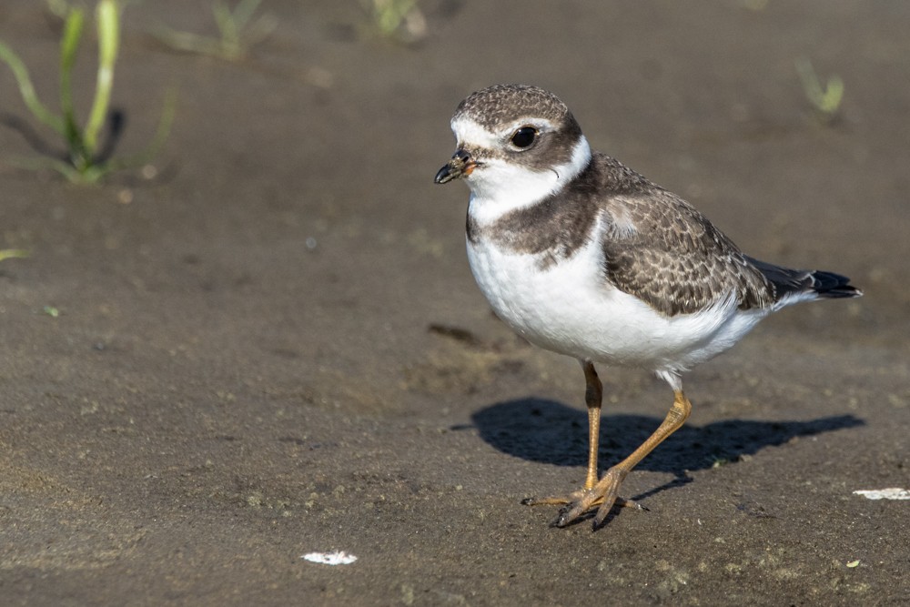 Semipalmated Plover - ML480574931