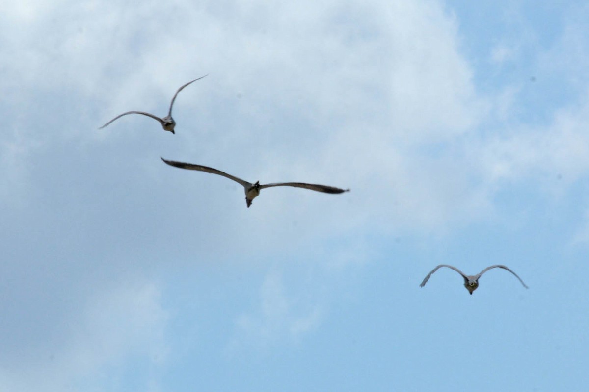 eBird Checklist 13 Aug 2022 Nueces River Access N of Old County