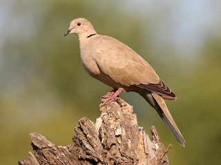  - Eurasian Collared-Dove