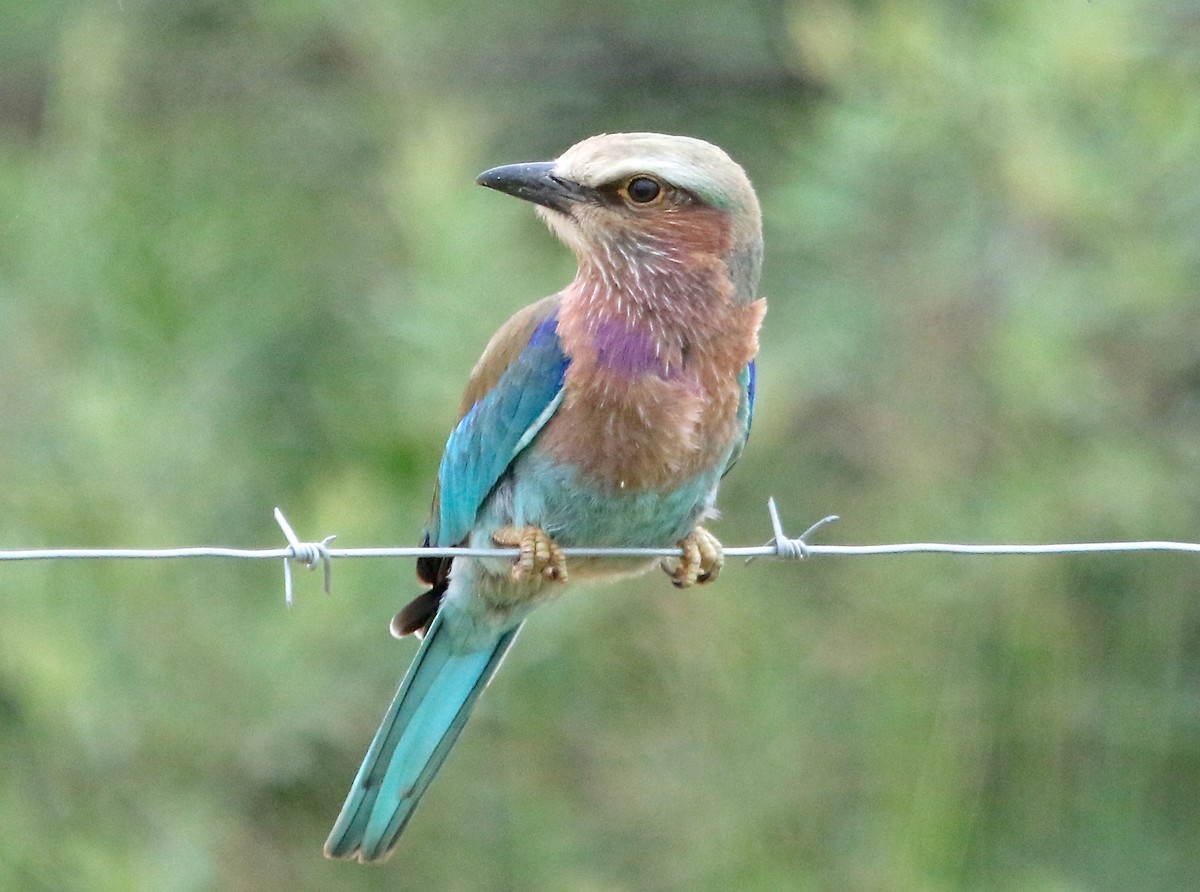 Lilac-breasted Roller - ML48057961