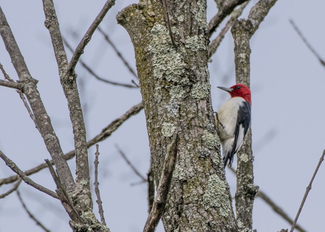Red-headed Woodpecker - ML48058551