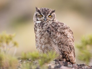  - Lesser Horned Owl