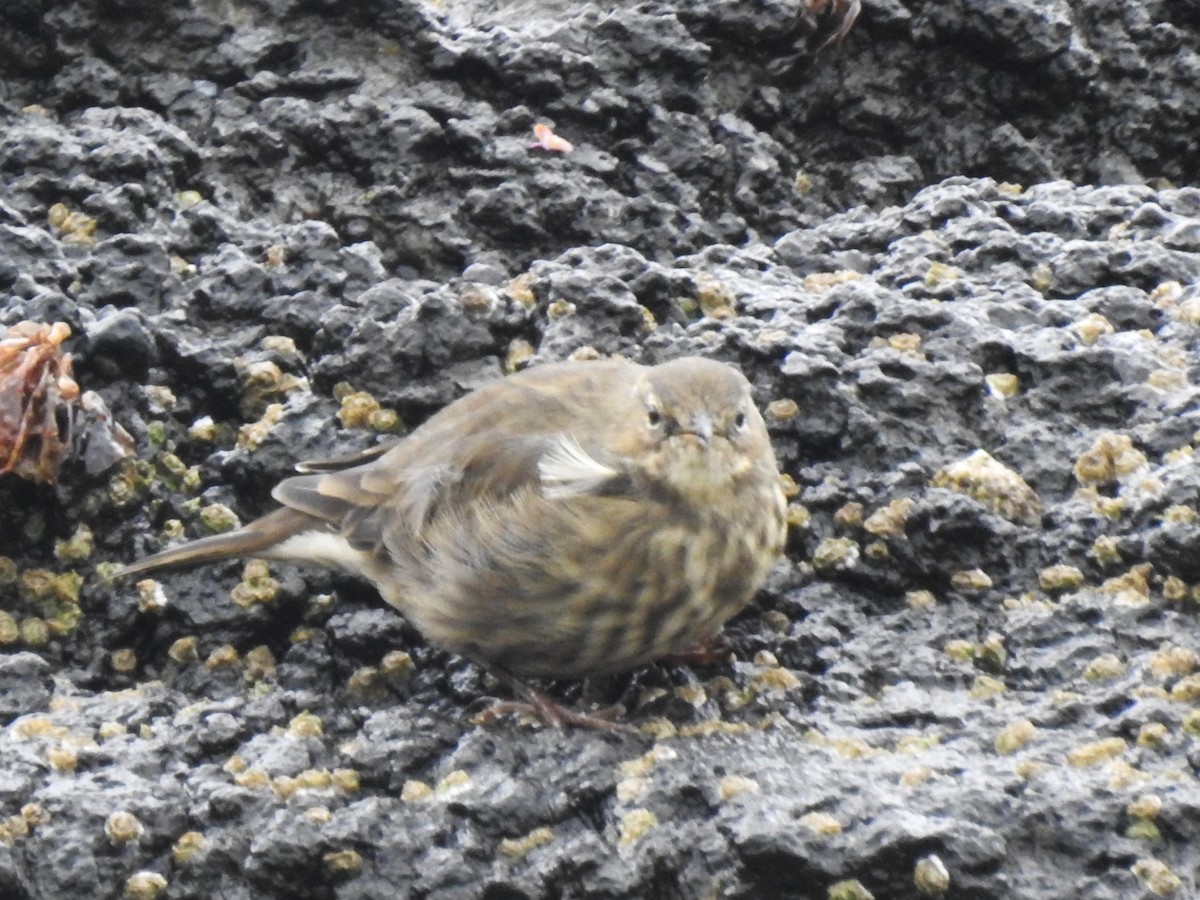Rock Pipit - Lucy Jacobson