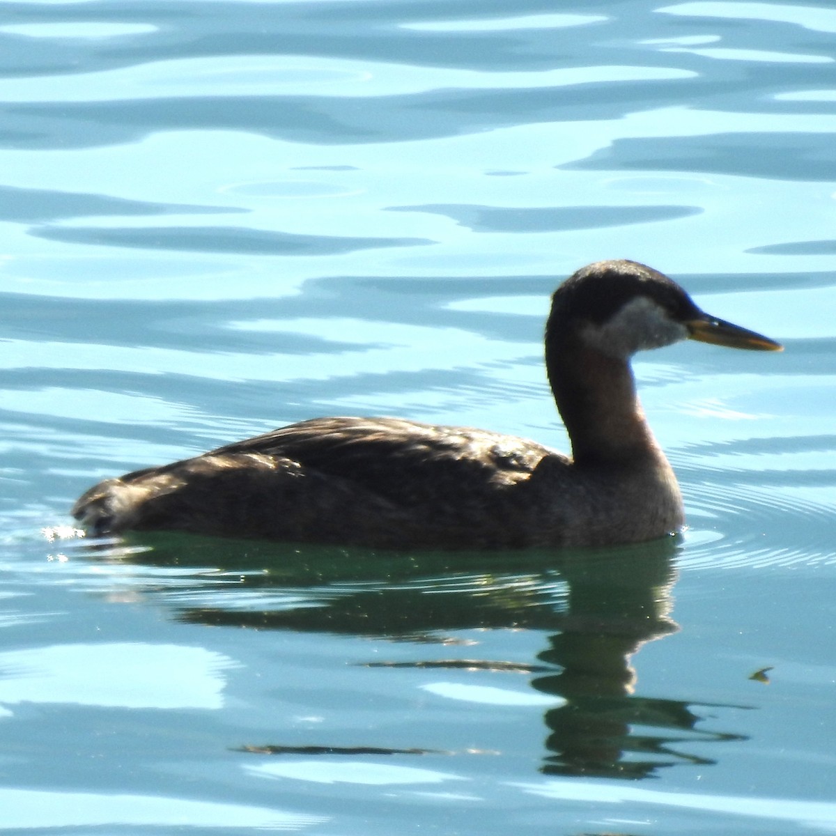 Red-necked Grebe - ML480591851