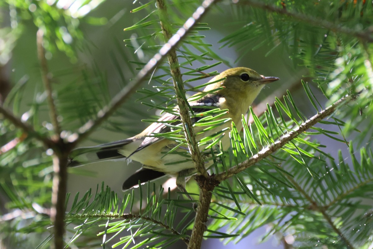 Bay-breasted Warbler - Yiming Qiu
