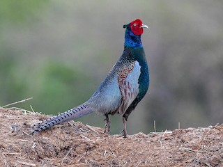 Green Pheasant - Phasianus versicolor - Birds of the World