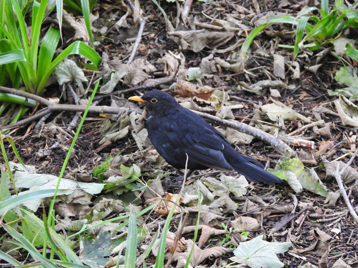 Eurasian Blackbird - ML480592841