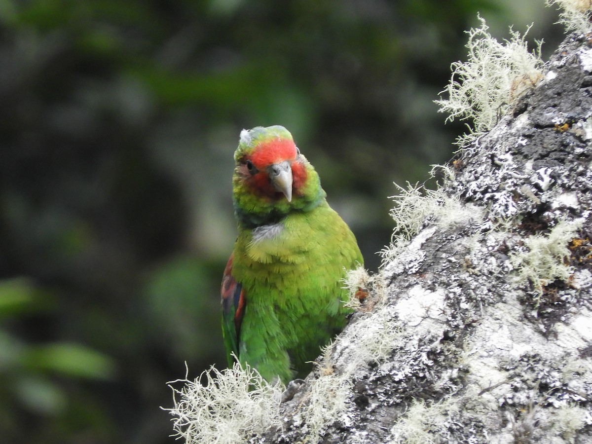 Red-faced Parrot - ML480596891
