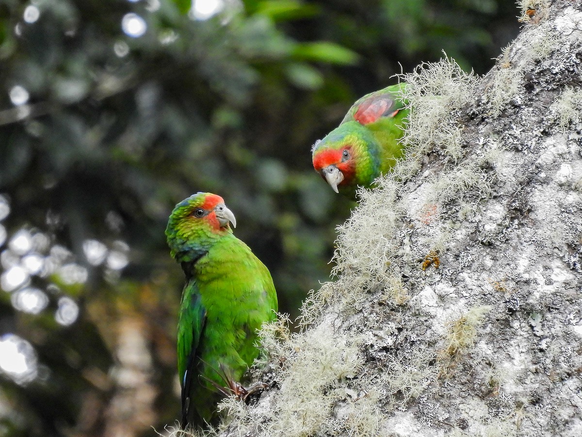 Red-faced Parrot - ML480596901