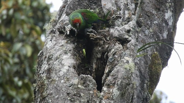 Red-faced Parrot - ML480597151