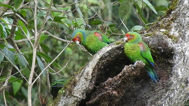 Red-faced Parrot - ML480597241