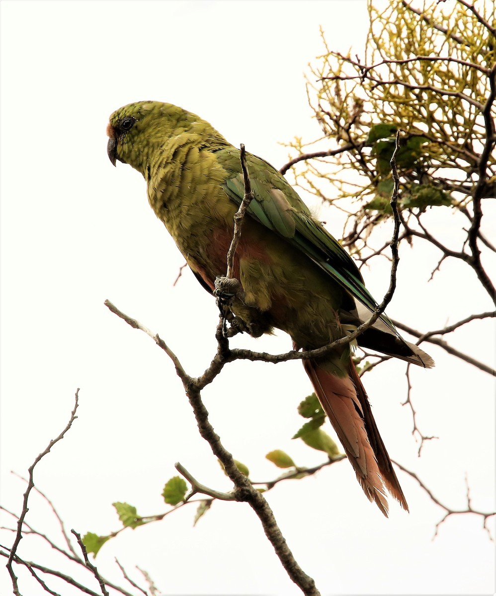 Austral Parakeet - Viviane De Luccia