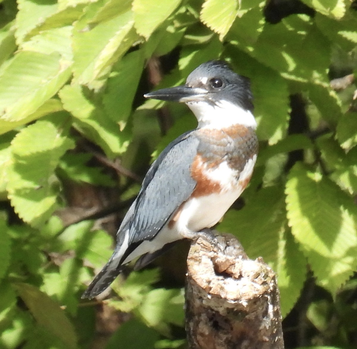 Belted Kingfisher - ML480601981