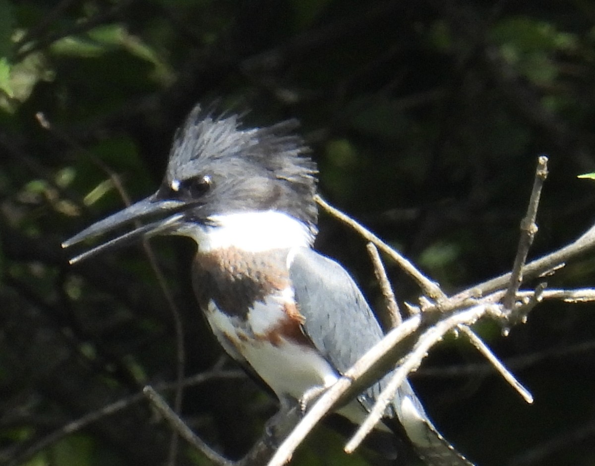 Belted Kingfisher - ML480602001
